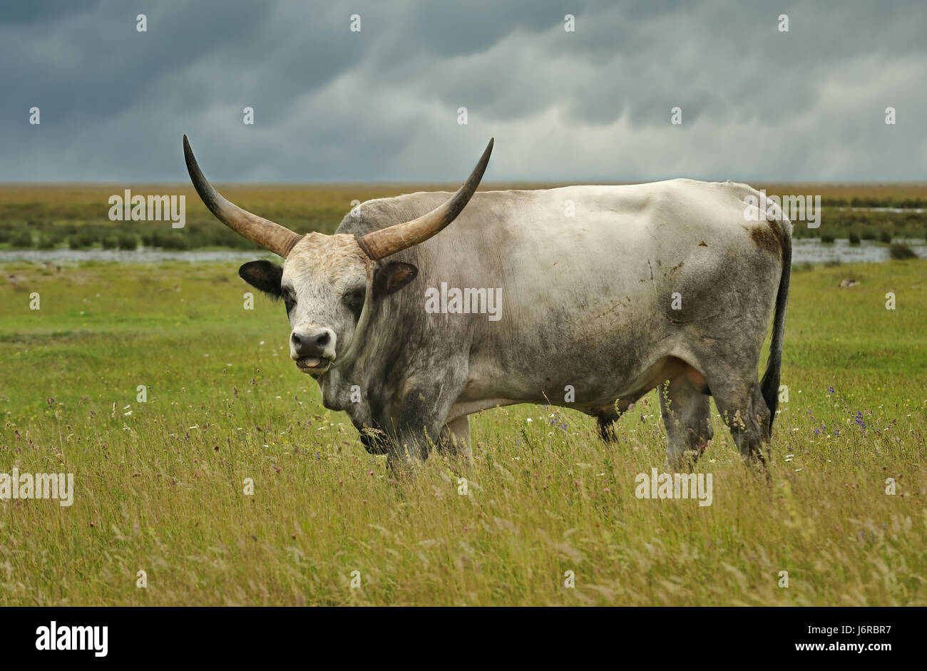 Ungarische steppe hi-res stock photography and images - Alamy