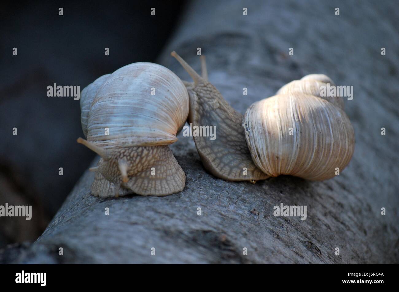 mollusc escargots edible snail snail shell mating mate couple pair