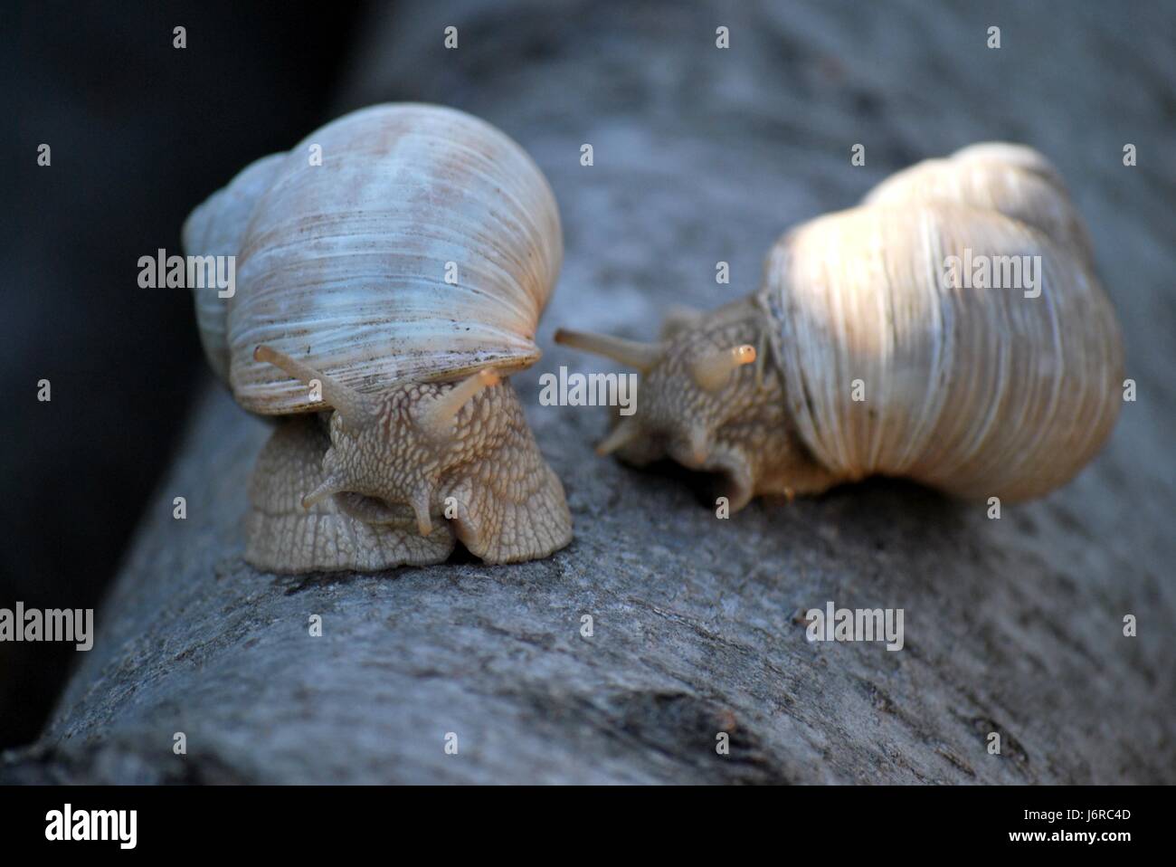 mollusc escargots edible snail snail shell mating mate couple pair