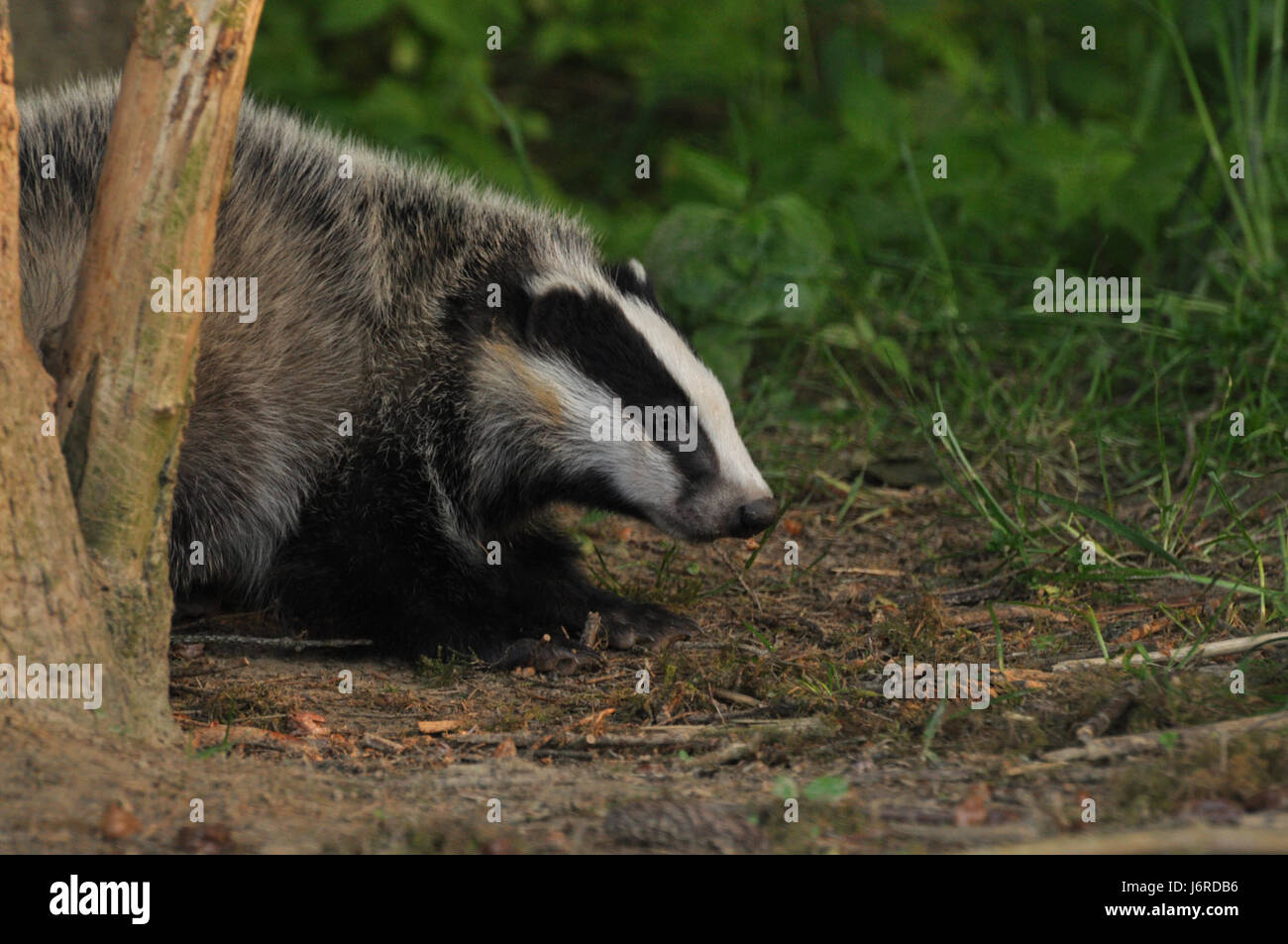 wild-animal-badger-badgers-burrow-of-badgers-hunting-chase-nature-game