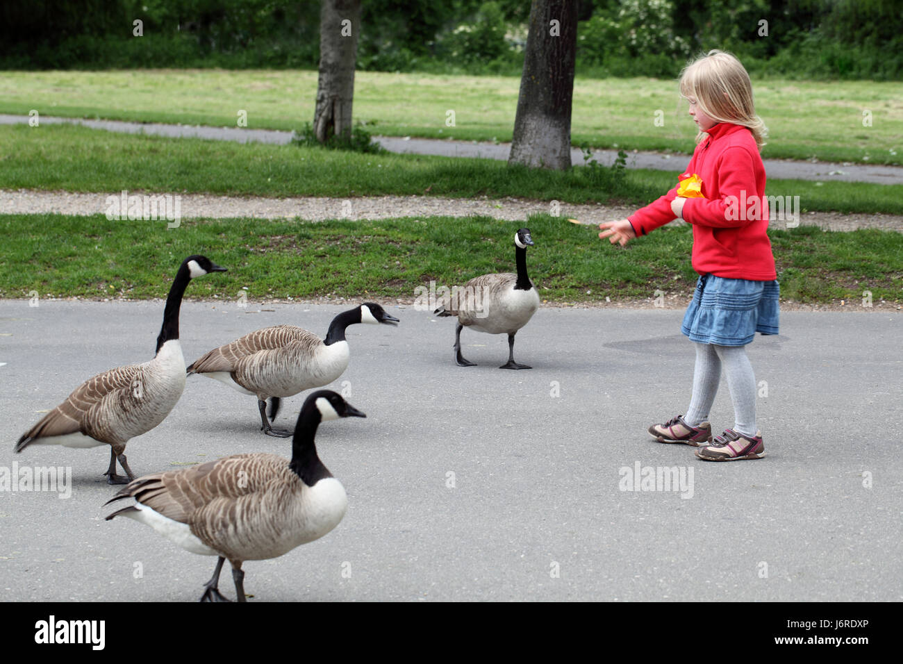 bird animals birds ducks feed geese child girl girls water bird