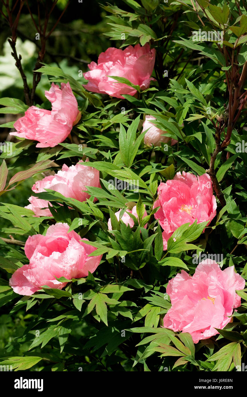 Staudengewchs hires stock photography and images Alamy