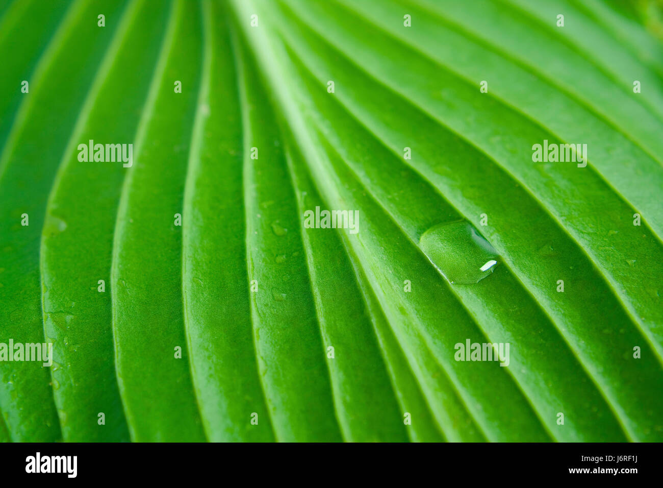 closeup wetter reflexion leaf macro close-up macro admission close up view life Stock Photo
