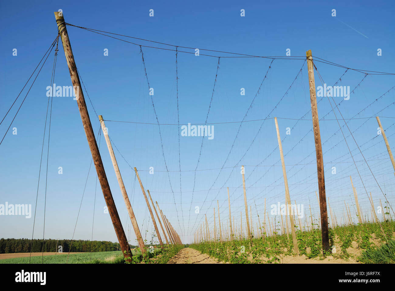 agriculture farming field harvest grow hop rural peasant plant agricultural Stock Photo