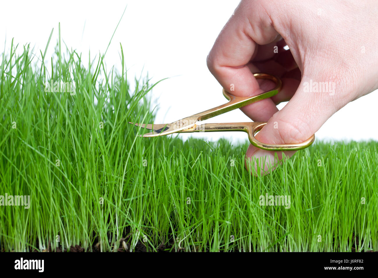 Трава второго укоса. Стрижка газона. Косить газон. Покос газона. Стрижка травы.