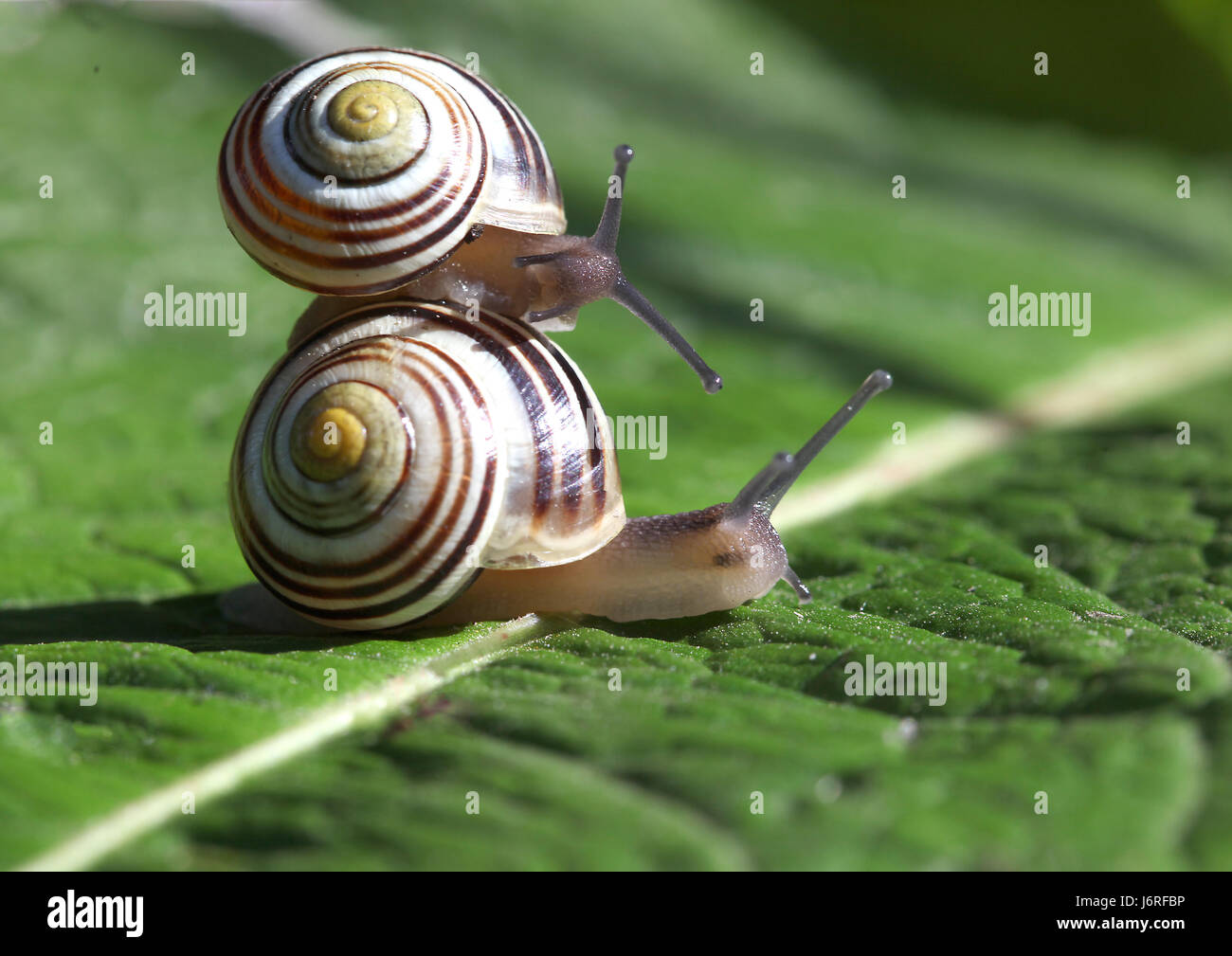 snails taxi Stock Photo