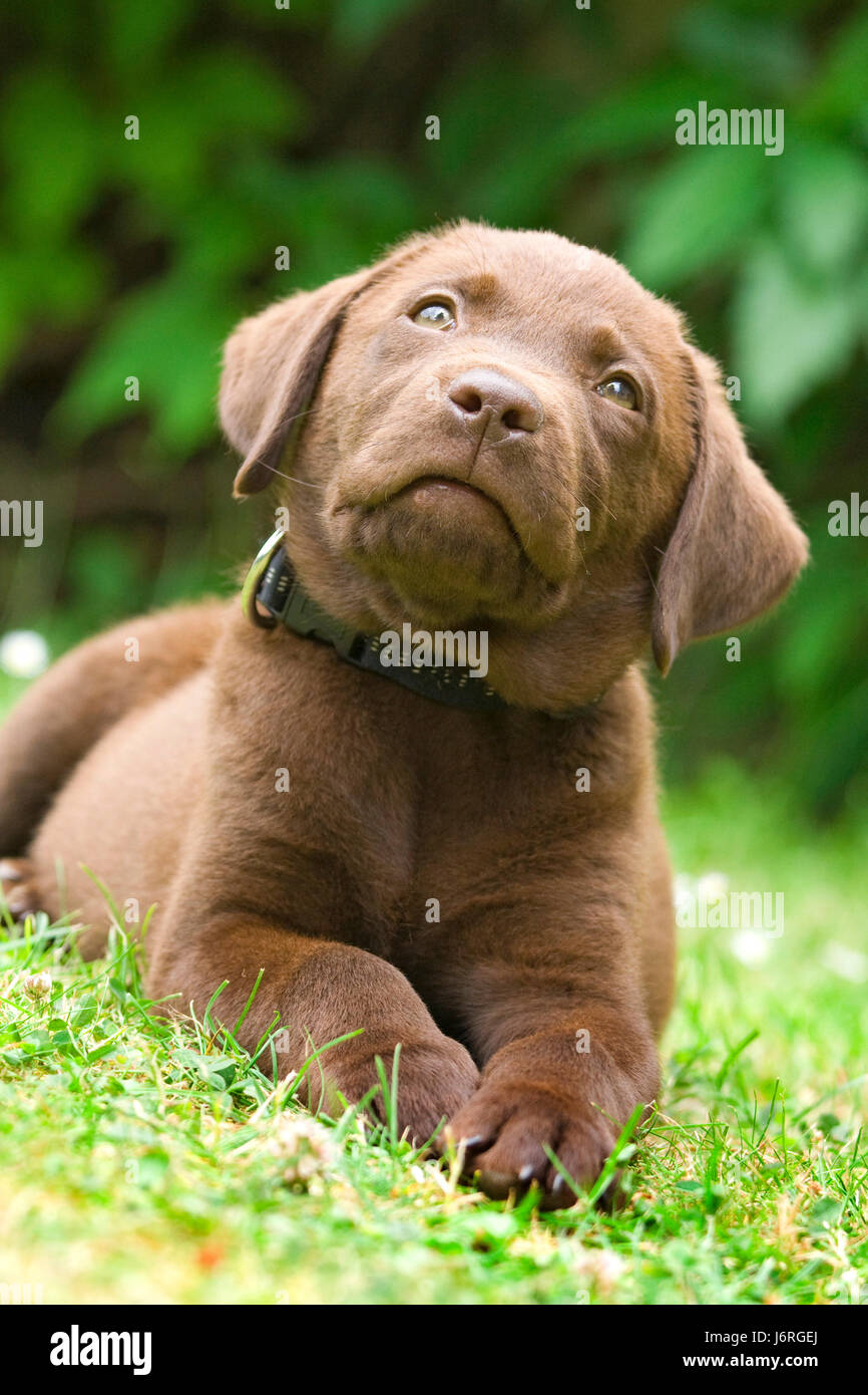 Labrador sweet clearance
