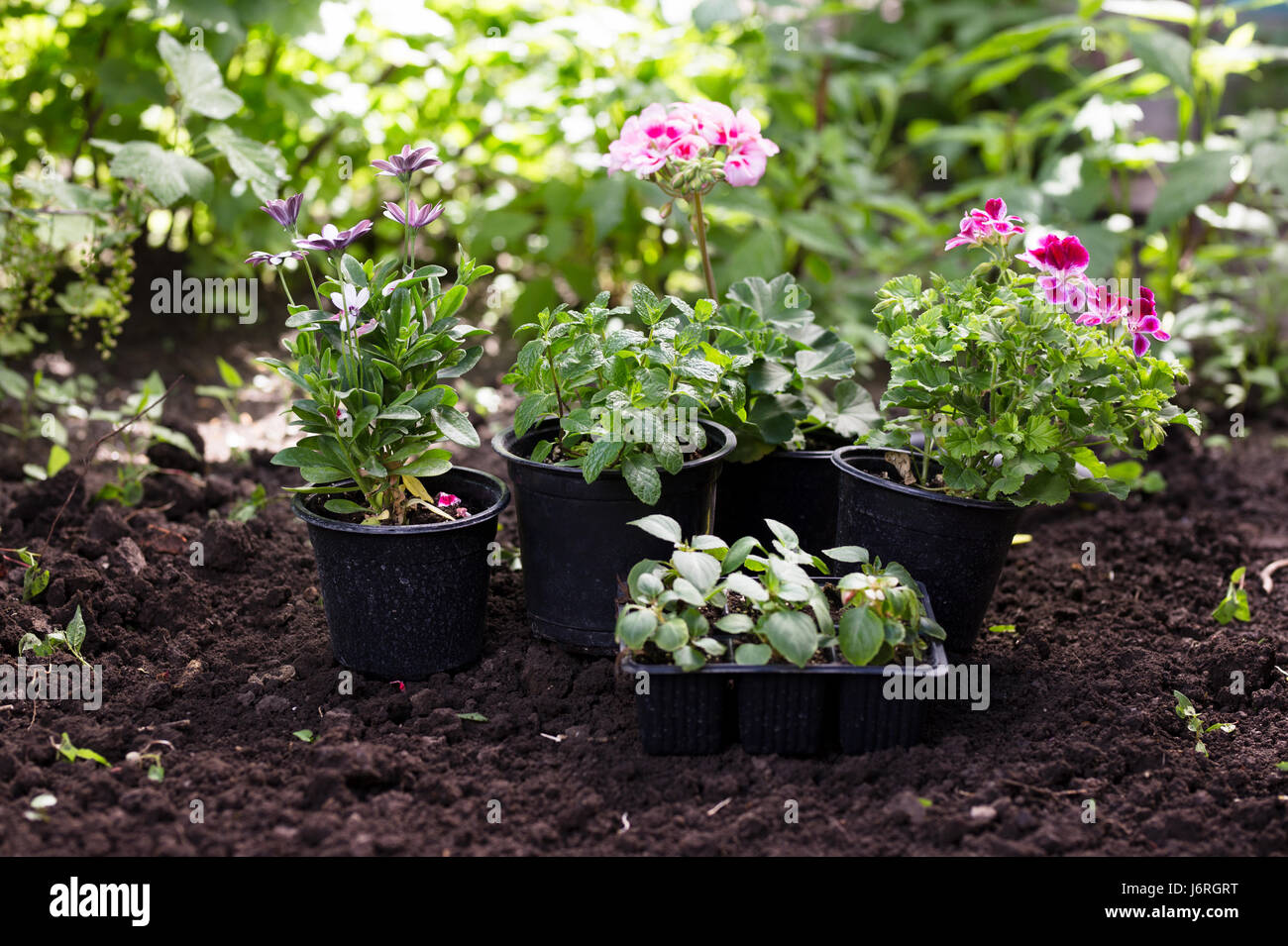 Flowers in pot before planting at backyard Stock Photo Alamy