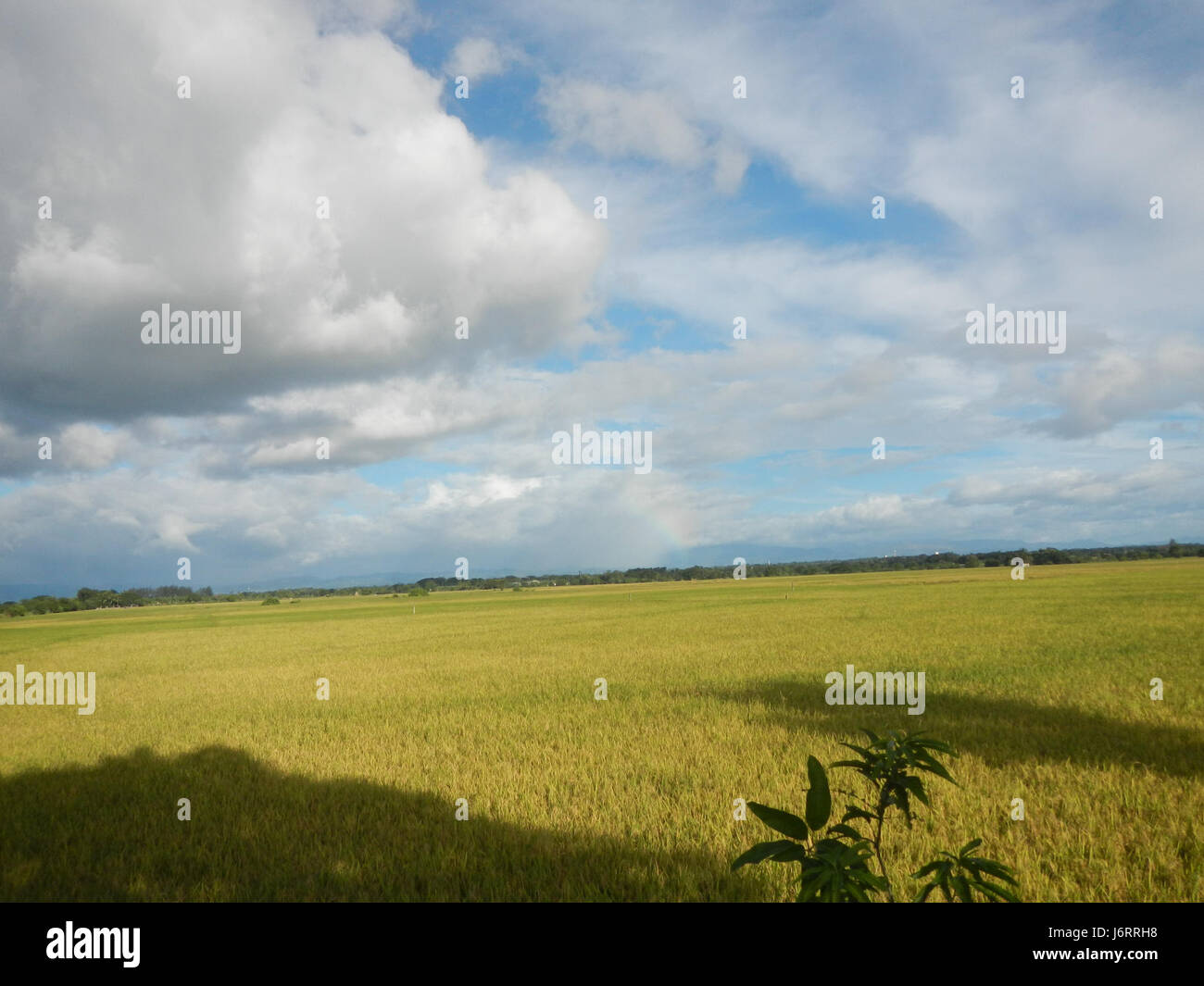 The image represents the agricultural landscape of Talampas, Bustos ...