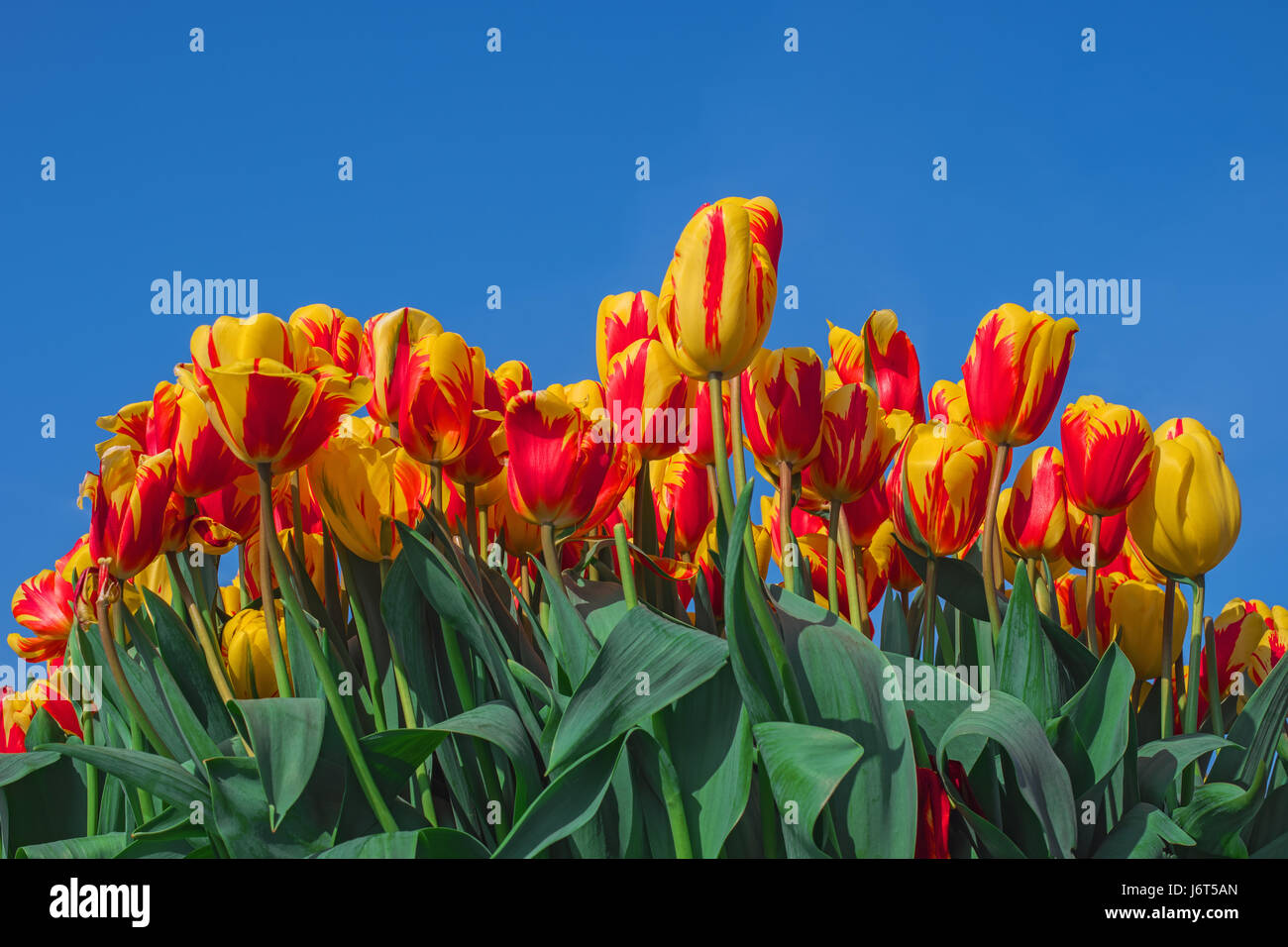 Colorful tulip flowers on blue sky background. Blooming tulips close up, Keukenhof garden, Netherlands, Europe. Spring outdoor scenery. Flower bed in  Stock Photo