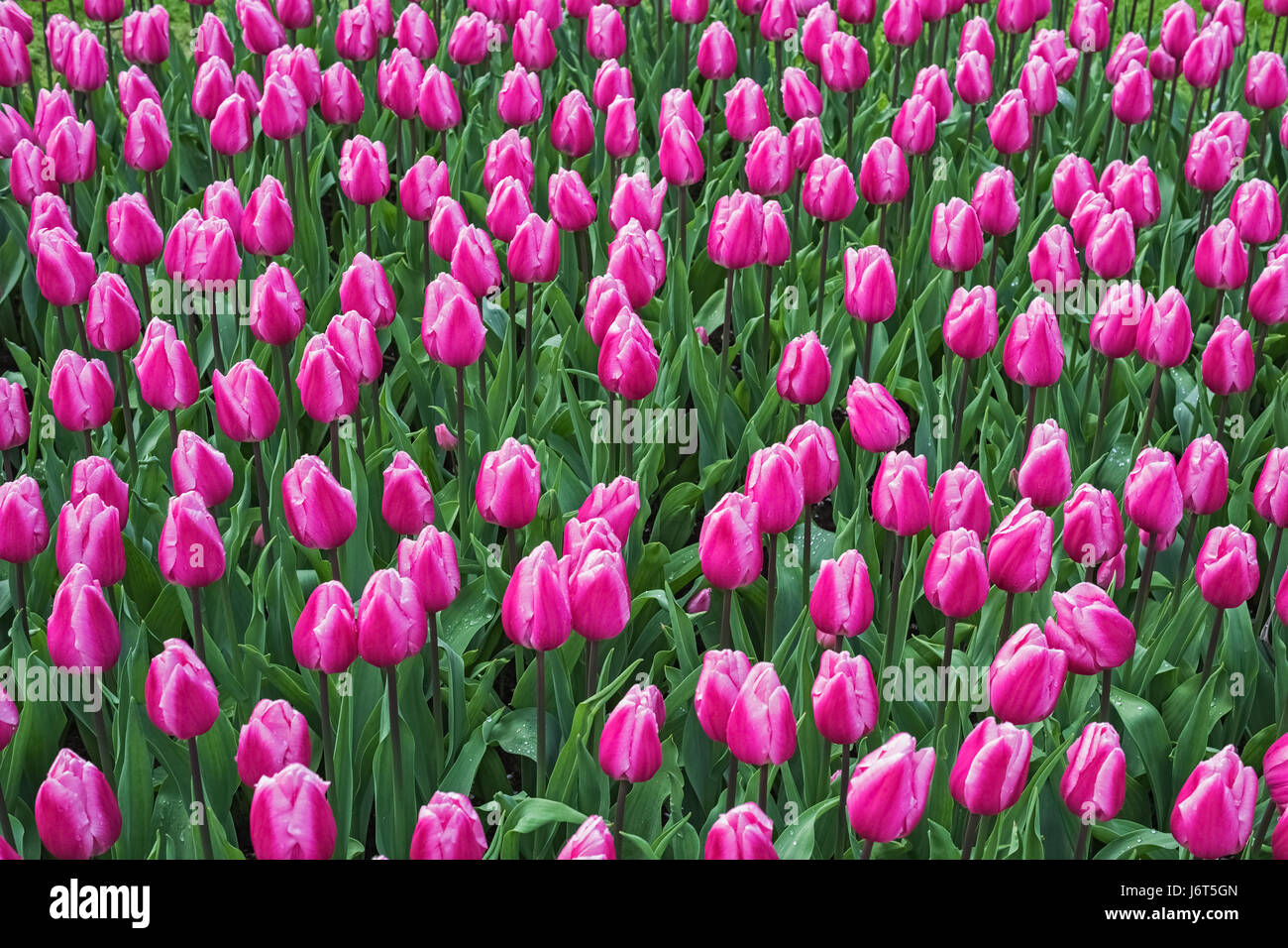 Blooming pink tulips, Keukenhof garden, Netherlands, Europe. Spring outdoor scenery. Flower bed in park. Beautiful romantic landscape Stock Photo