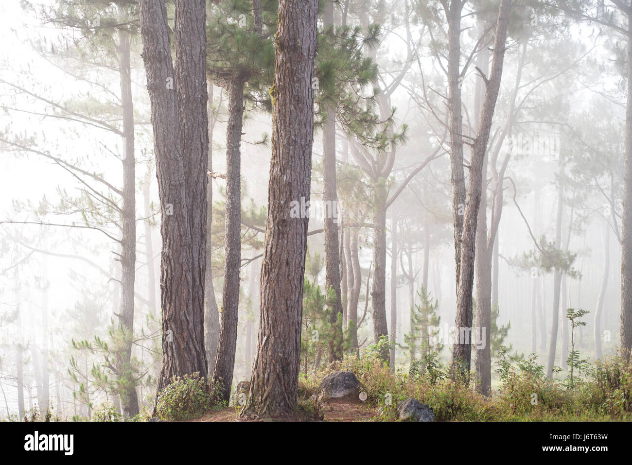 Pine trees at Sagada, Mountain Province, Philippines Stock Photo Alamy