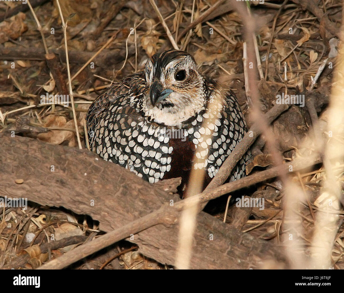 072 - MONTEZUMA QUAIL (1-21-09) patagonia, az - (1) (8718692947 Stock