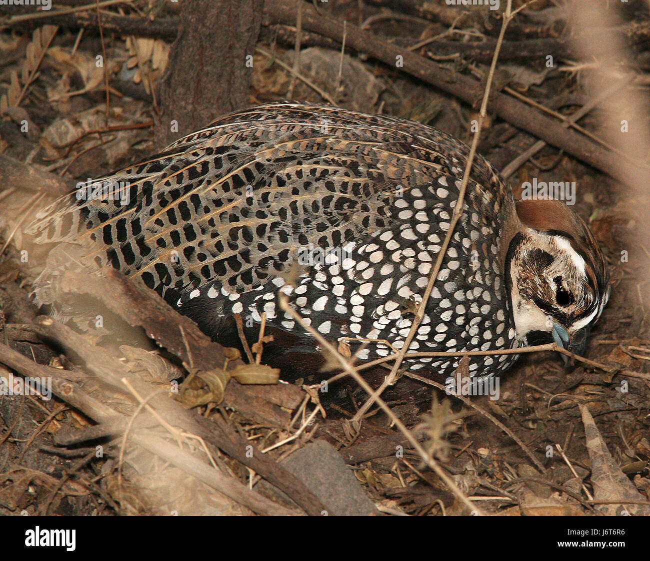 072 - MONTEZUMA QUAIL (1-21-09) patagonia, az - (2) (8718692647 Stock