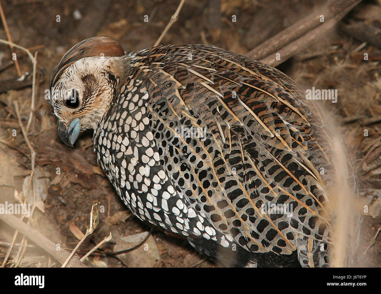 072 - MONTEZUMA QUAIL (1-21-09) patagonia, az - (3) (8719811646 Stock