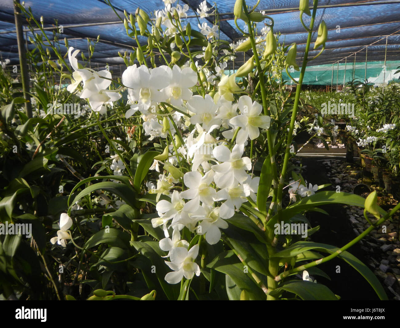 05867 Dendrobium Somrak White Philippines Maguinao San Rafael Orchids Bulacan  23 Stock Photo