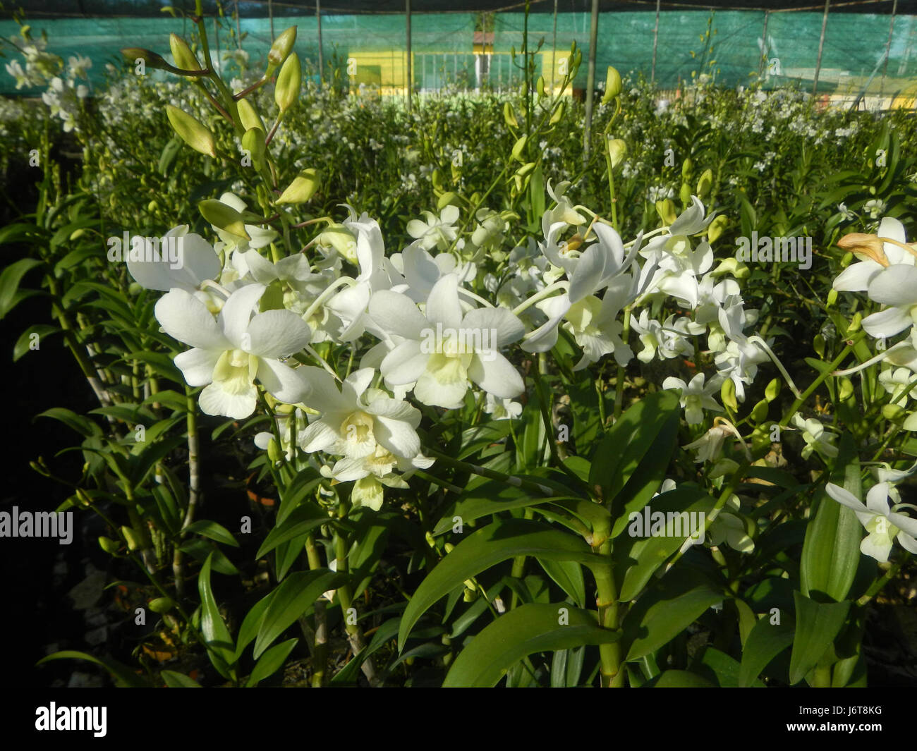 05896 Dendrobium Somrak White Philippines Maguinao San Rafael Orchids Bulacan  15 Stock Photo