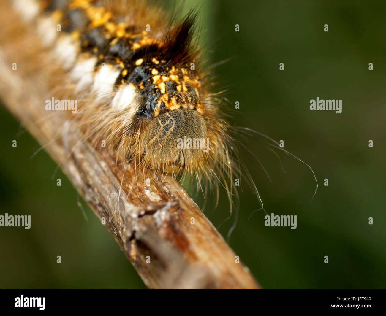 Caterpillar of the Drinker moth. Euthrix potatoria, the drinker Stock Photo