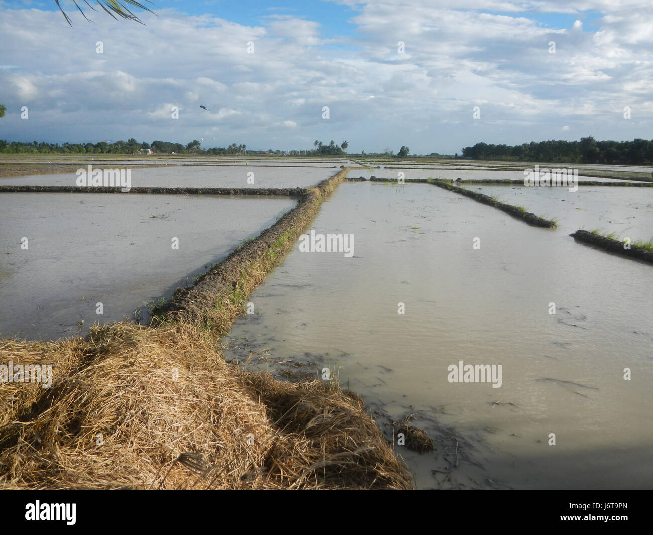 The scene depicts the rice fields of Parcutela and Marelo in Gapan City ...