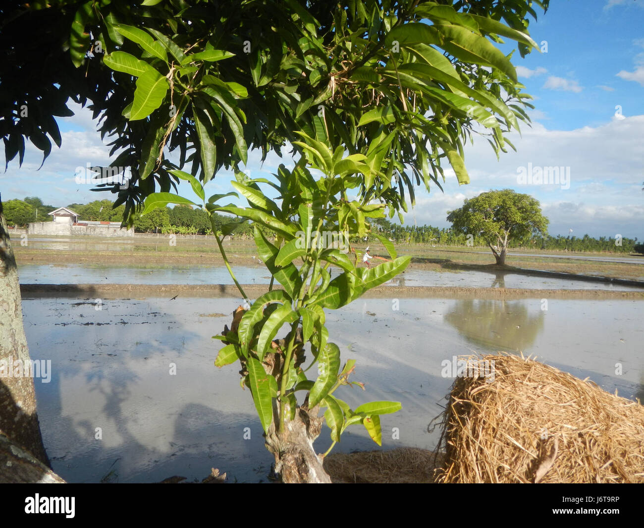 The paddy fields in Parcutela, San Isidro, Gapan City, Nueva Ecija ...