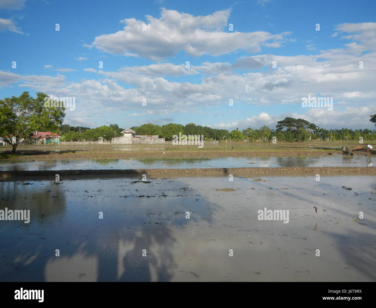 This image shows the paddy fields in Parcutela, San Isidro, Gapan City ...