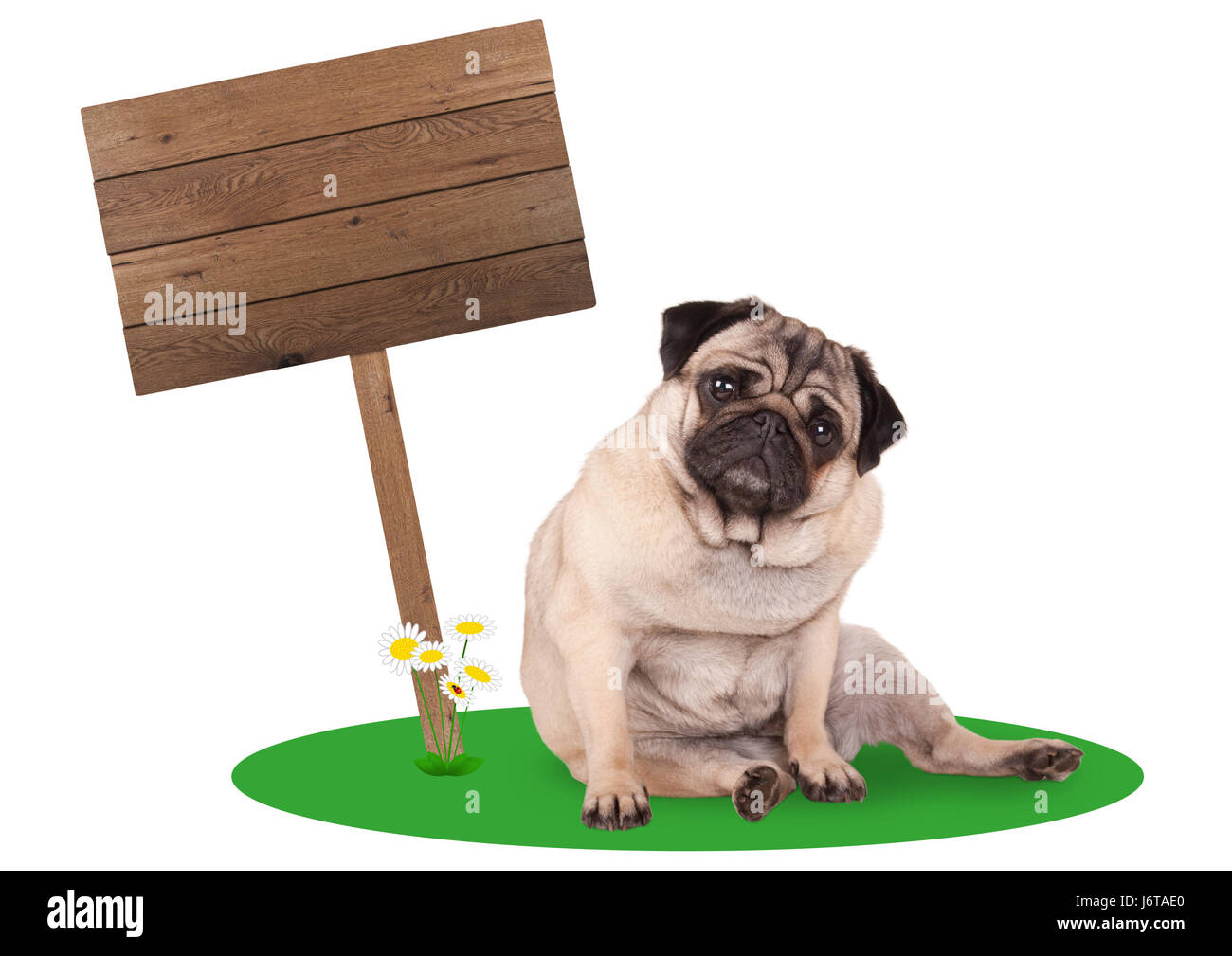 sweet cute pug puppy dog sitting down next to blank wooden board sign on pole, isolated on white background Stock Photo