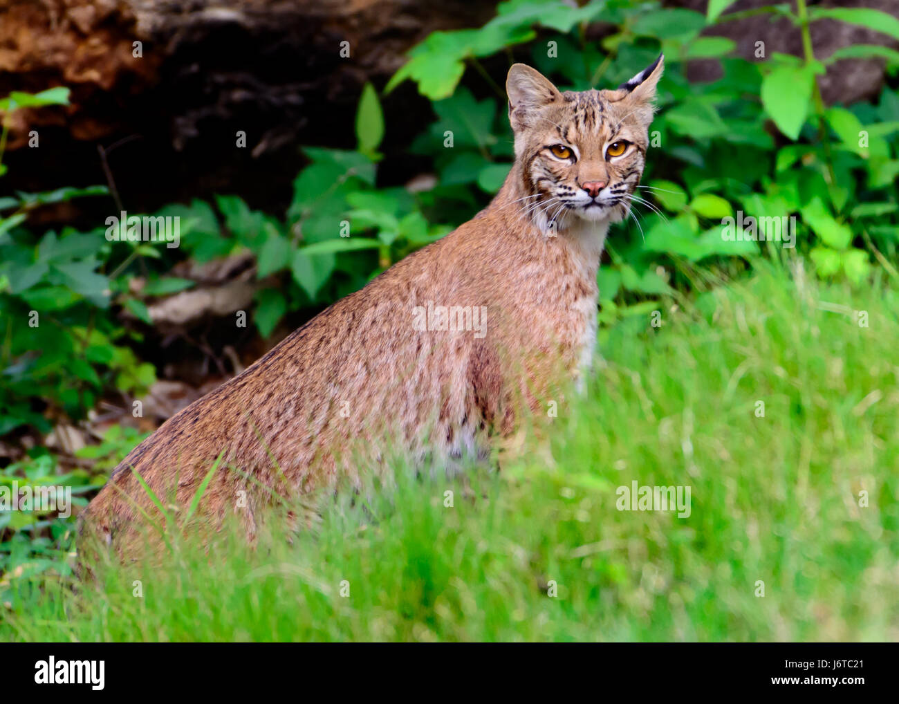 Bobcat (Lynx rufus texensis) standing on a creekbank One ear forward, one to the side with curious look. Stock Photo