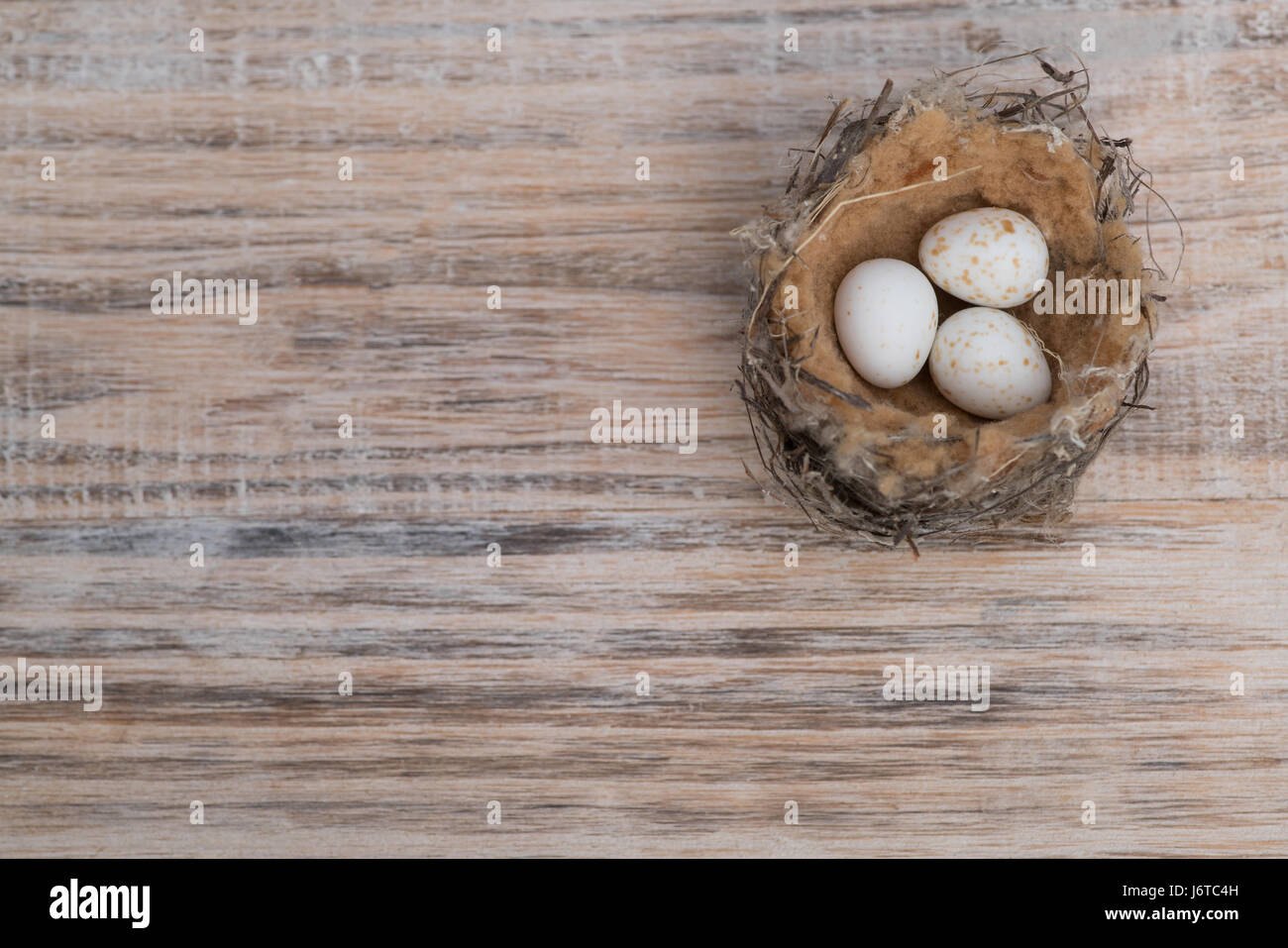 Small bird nest with speckled eggs on timber background Stock Photo