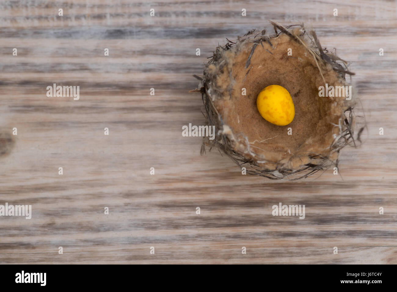 Small bird nest with one gold speckled egg on timber background Stock Photo
