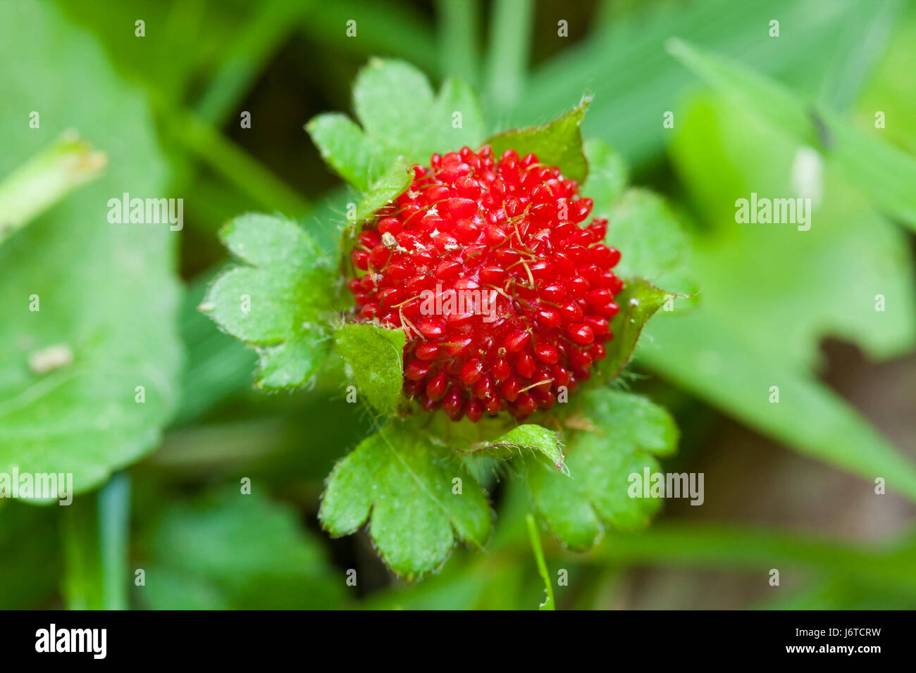 Mock strawberry (Duchesnea indica) - aka Indian strawberry, false strawberry, snake berry - USA Stock Photo