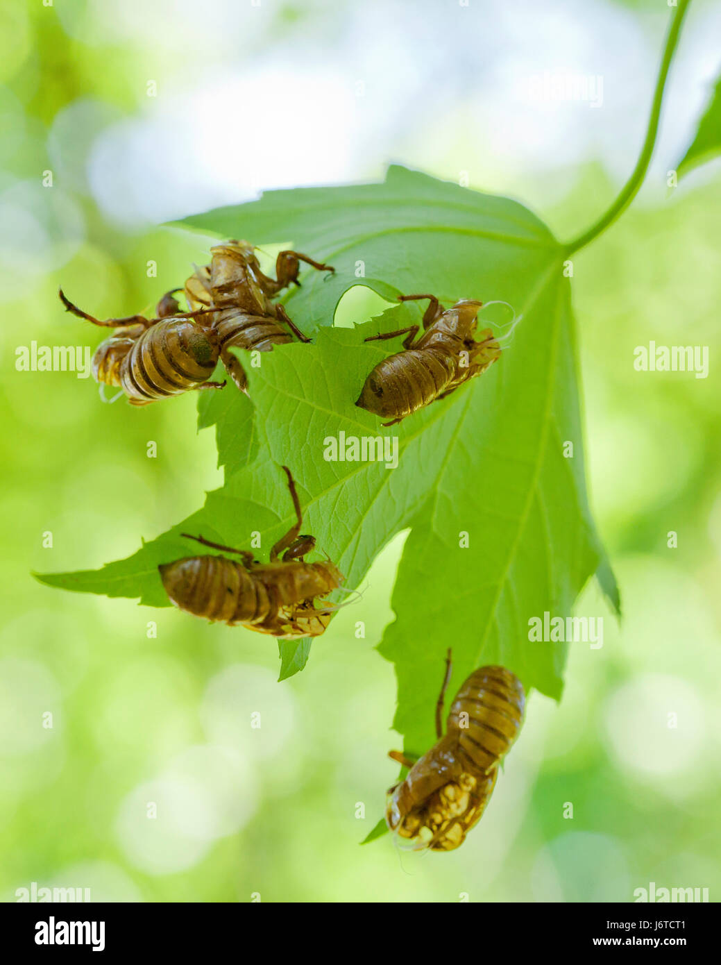 Brood X cicada (Magicicada) exoskeletons on leaf / cicada shells - Virginia USA Stock Photo