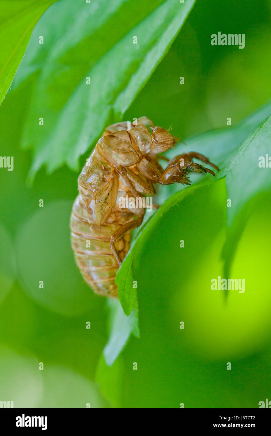 Brood X cicada (Magicicada) exoskeleton / cicada shell - Virginia USA Stock Photo