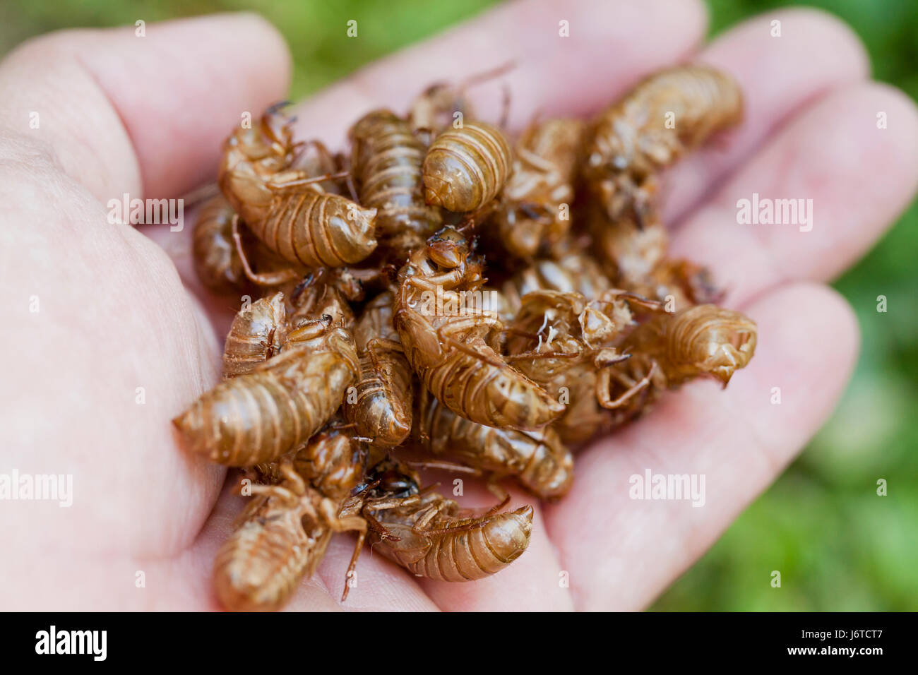 Brood X cicada (Magicicada) exoskeletons in man's hand / cicada shells - Virginia USA Stock Photo