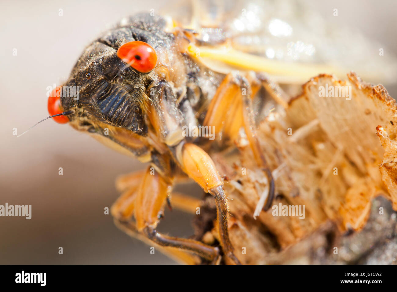 Brood X cicada (Magicicada) close up, May 2017 - Virginia USA Stock Photo