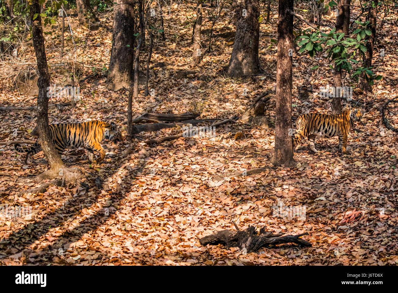 Tiger cubs Bandhavgarh Stock Photo