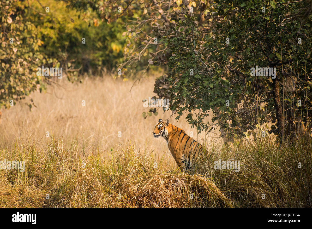 Tigers of Bandhavgarh India Stock Photo