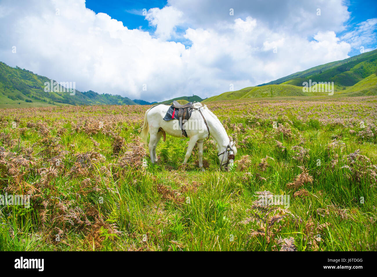 A local Tenggerese horse at Bromo, Tengger Semeru National Park, East Java, Indonesia Stock Photo