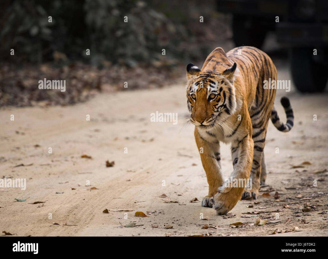 Tiger closeups Stock Photo