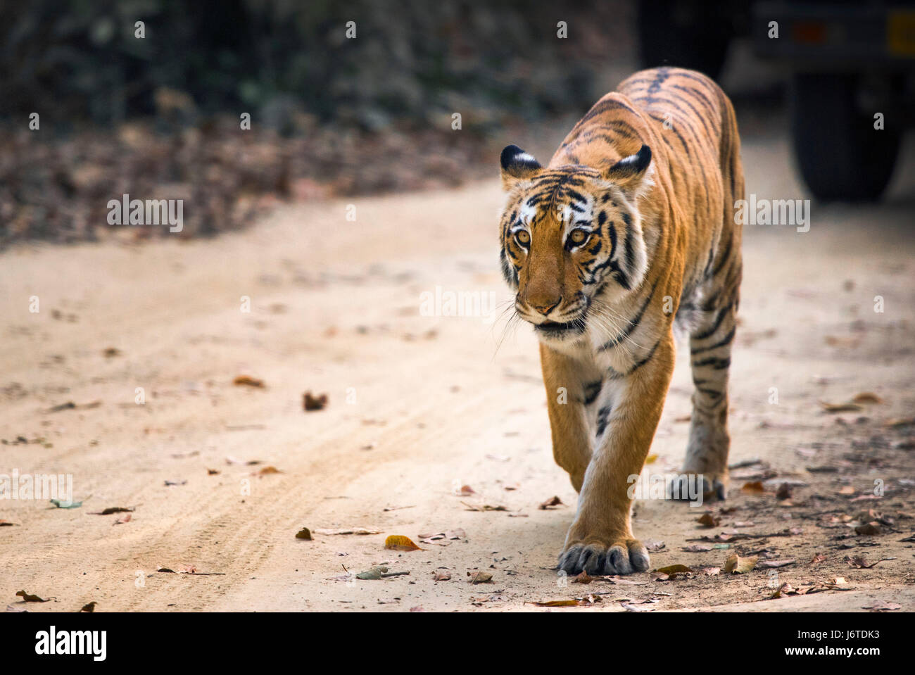 Tiger closeups Stock Photo