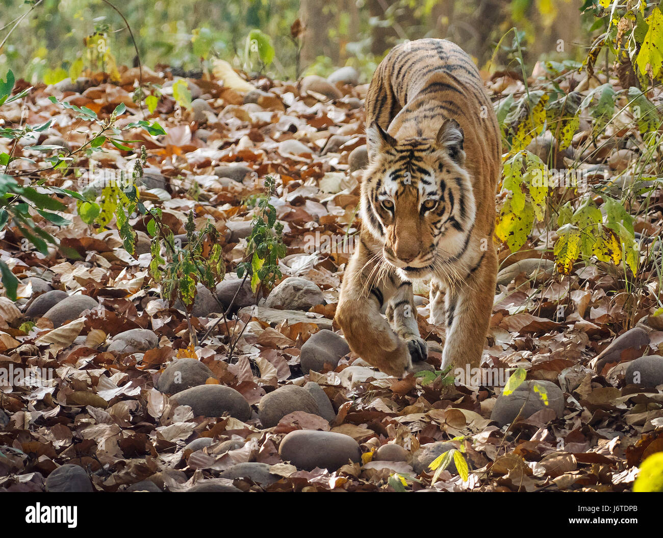 Tiger closeups Stock Photo