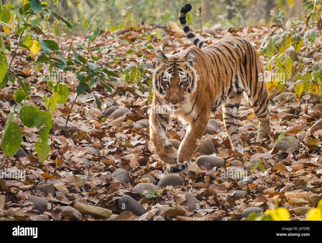 Tiger closeups Stock Photo