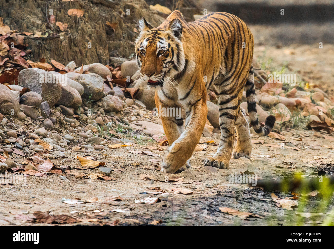 Tiger closeups Stock Photo