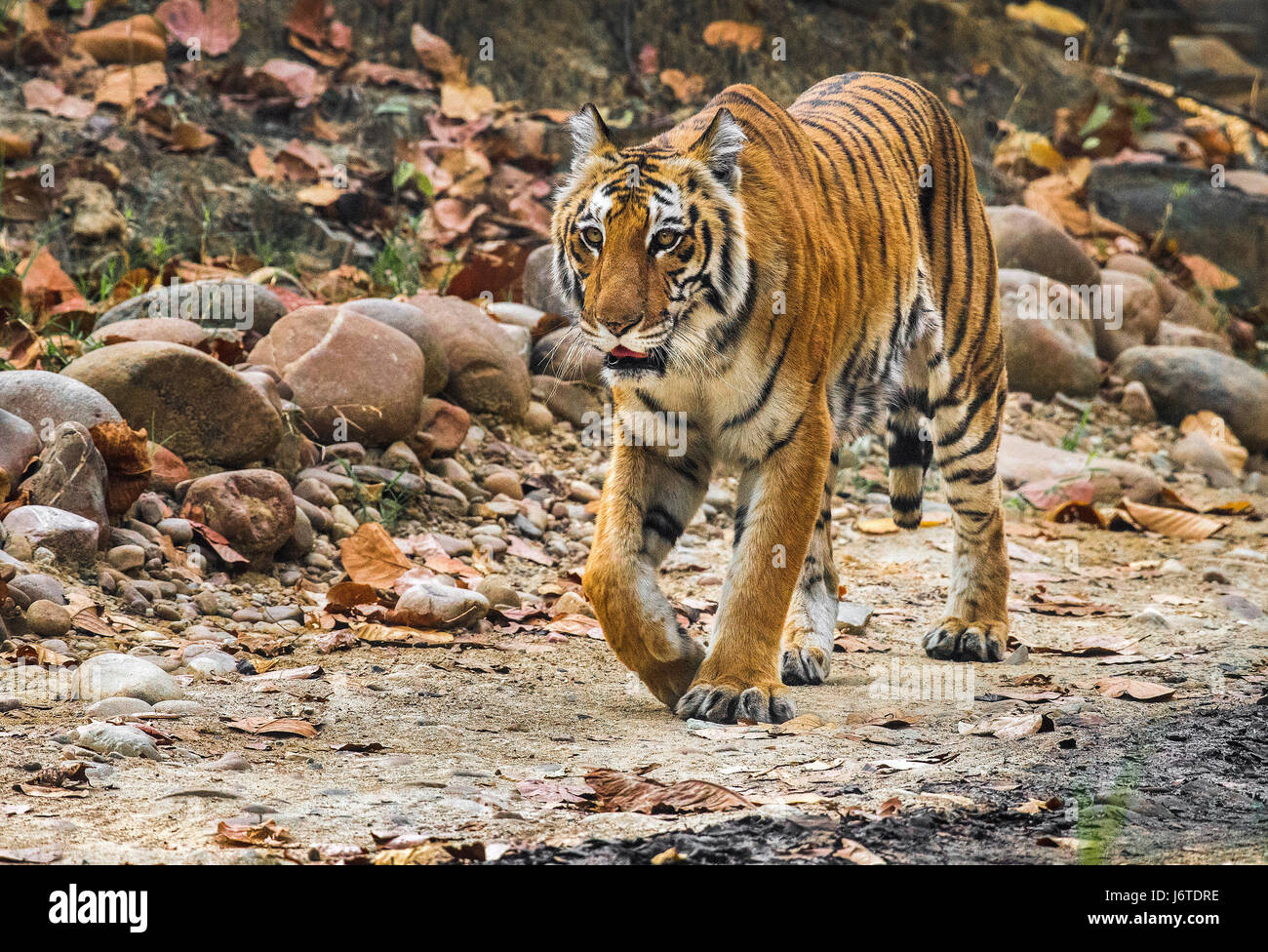 Tiger closeups Stock Photo