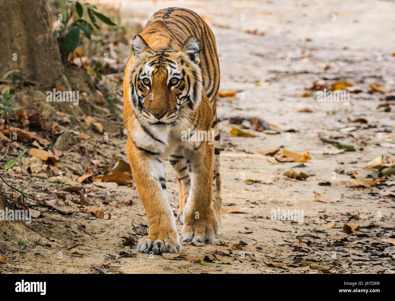 Tiger closeups Stock Photo