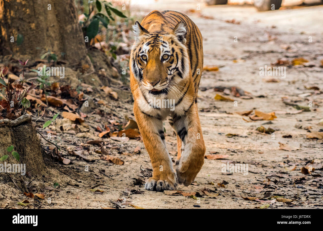 Tiger closeups Stock Photo