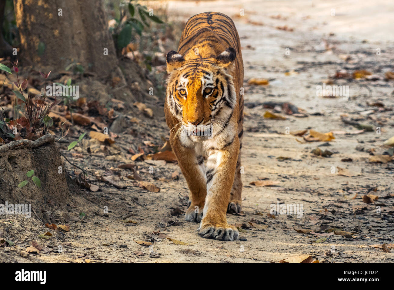 Tiger closeups Stock Photo