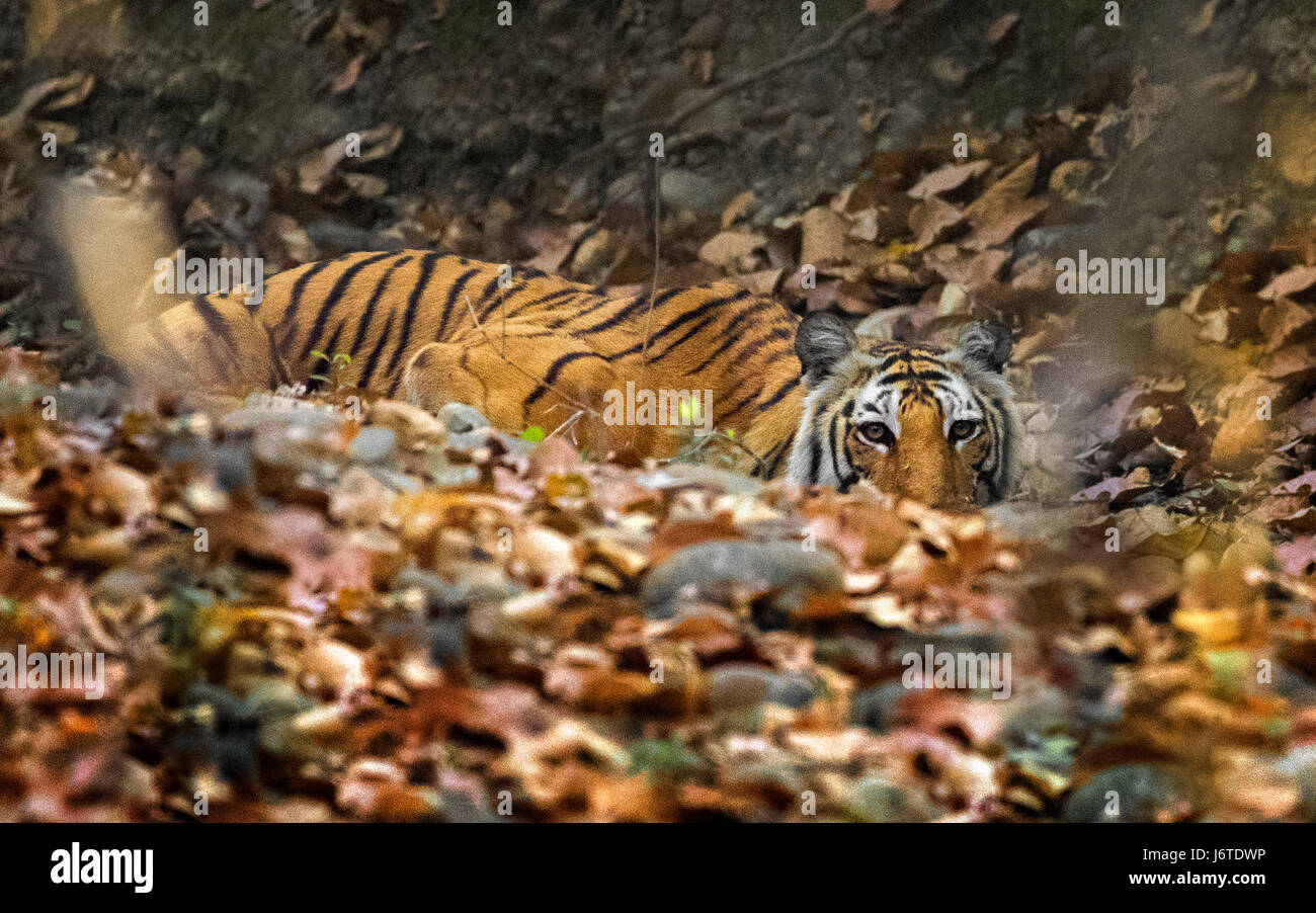 Tiger closeups Stock Photo