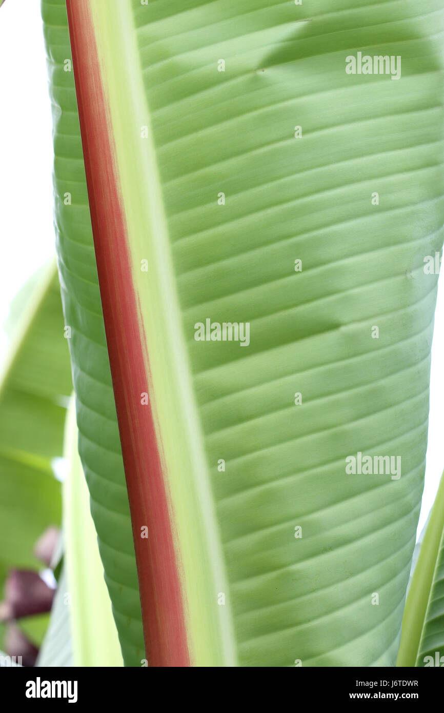 Close up of Ensete ventricosum, abyssinian banana palm leaf Stock Photo