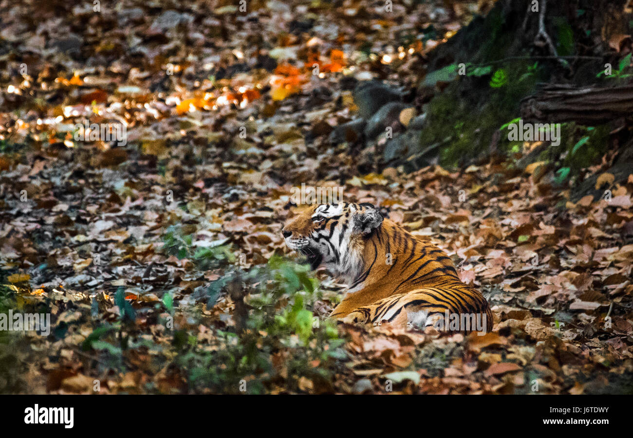 Tiger closeups Stock Photo