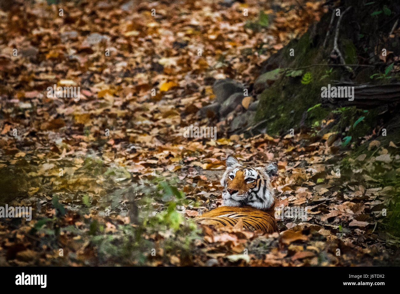 Tiger closeups Stock Photo